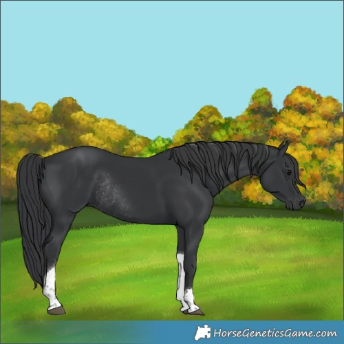 Horse Color:Black Tobiano Rabicano 