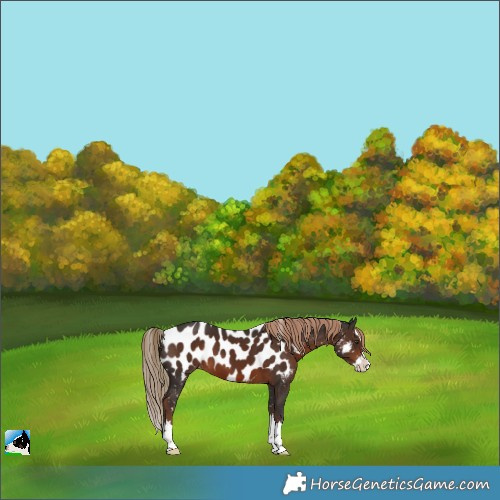 Horse Color:Liver Chestnut Splash Appaloosa