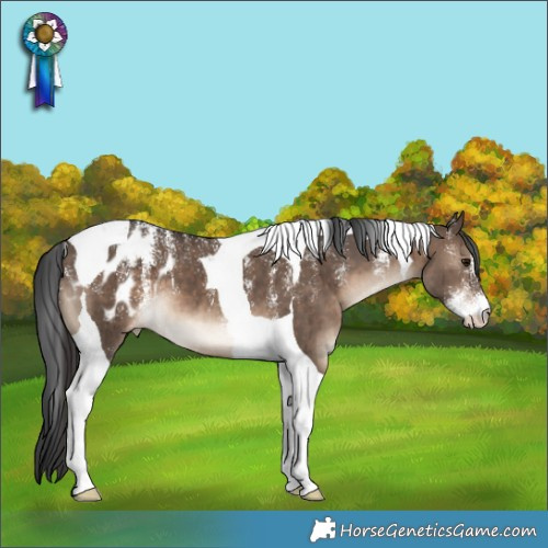 Horse Color:Powder White Brown Dun Tobiano Appaloosa Brindle