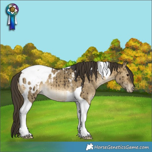 Horse Color:Buckskin Dun Tobiano Appaloosa Brindle 