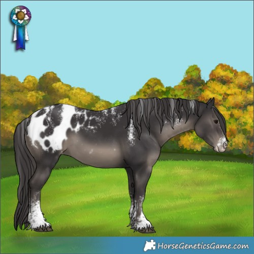 Horse Color:Powder White Smoky Black Appaloosa 