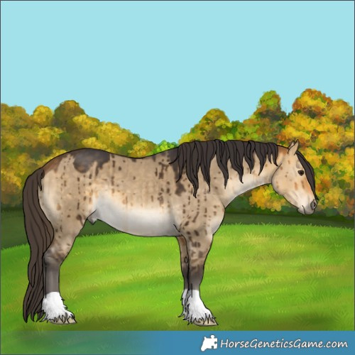 Horse Color:Buckskin Dun Brindle