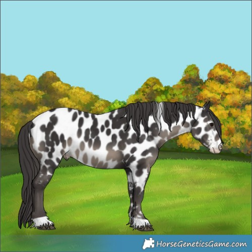 Horse Color:Smoky Black Appaloosa