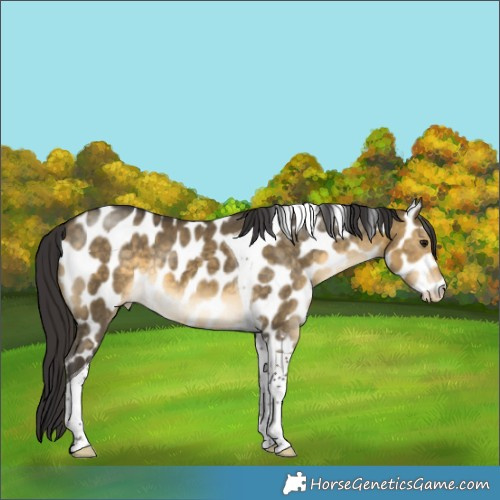 Horse Color:Buckskin Dun Tobiano Appaloosa Brindle 