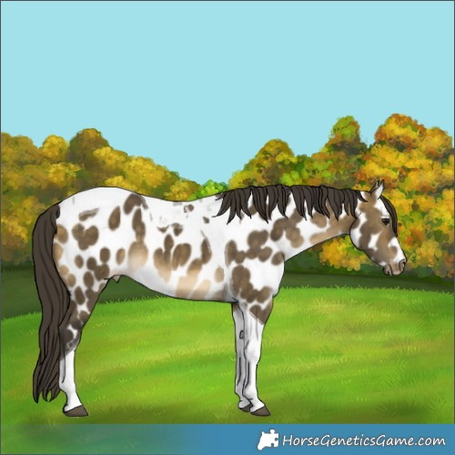 Horse Color:Buckskin Dun Tobiano Near Leopard Brindle
