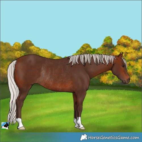 Horse Color:Silver Bay Rabicano 