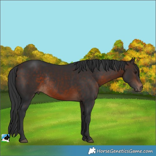 Horse Color:Bay Rabicano