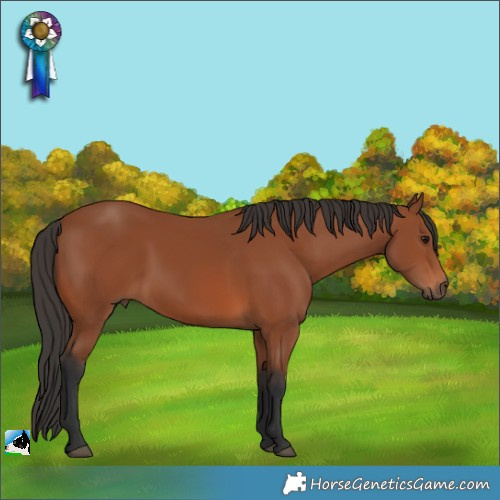 Horse Color:Bay Rabicano