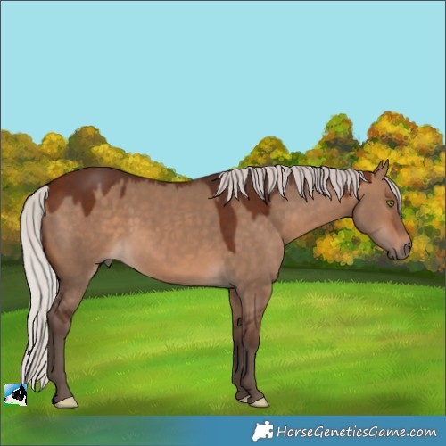 Horse Color:Silver Bay Dun Rabicano
