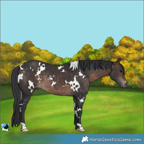 Horse Color:White Spotted Bay Rabicano