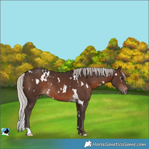 Horse Color:White Spotted Silver Brown Rabicano