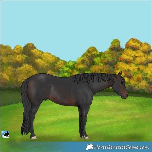 Horse Color:Brown Rabicano 