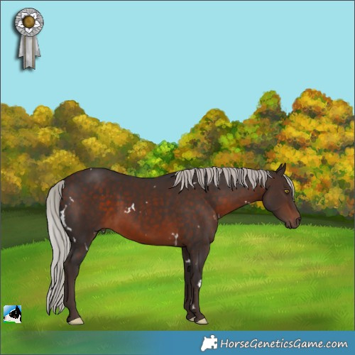 Horse Color:White Spotted Silver Brown Rabicano 
