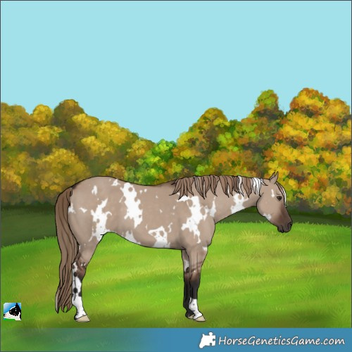 Horse Color:White Spotted Liver Red Dun 