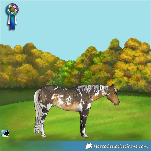 Horse Color:White Spotted Silver Buckskin Rabicano