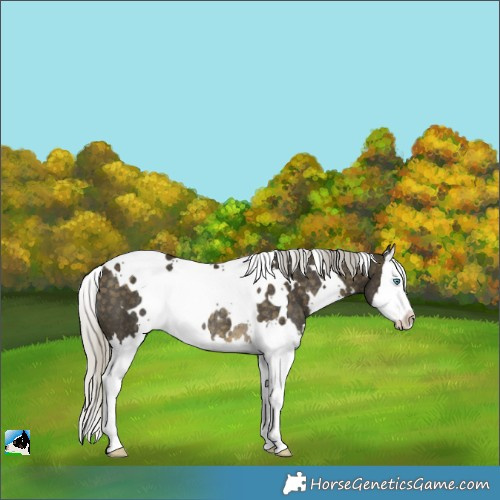 Horse Color:White Spotted Silver Buckskin Splash Rabicano 