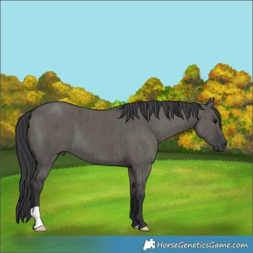 Horse Color:Grullo Brindle 