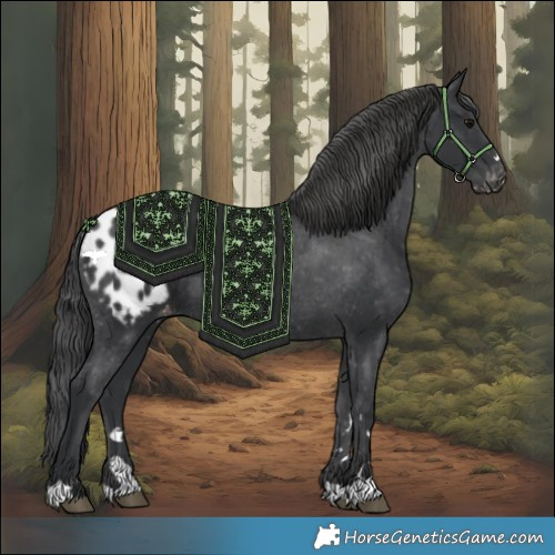 Horse Color:Black Appaloosa