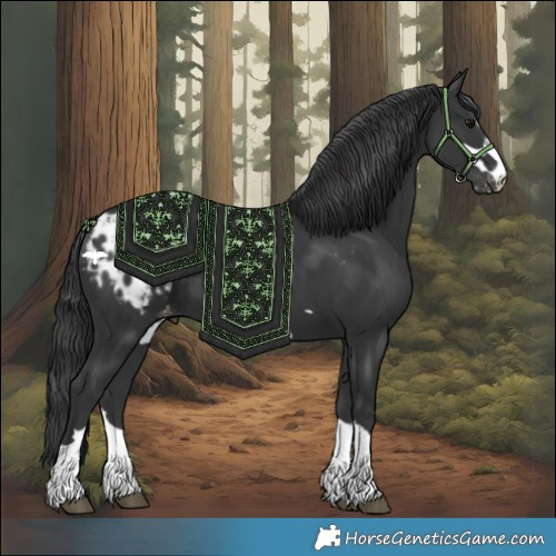Horse Color:Black Appaloosa