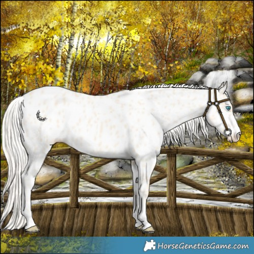 Horse Color:Cremello Near Leopard 