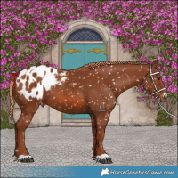 Horse Color:Chestnut Blanket  and Chestnut Blanket 