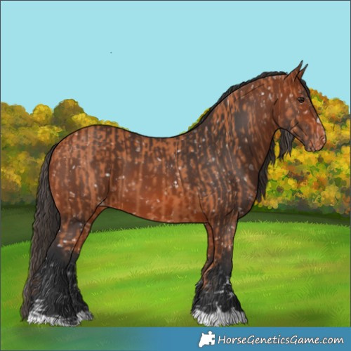 Horse Color:Bay Snowflake Varnish and Bay Snowflake Varnish