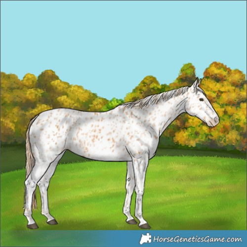 Horse Color:Chestnut Appaloosa and White Spotted Chestnut Appaloosa