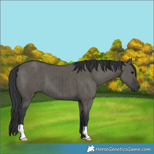 Horse Color:Grullo Brindle 