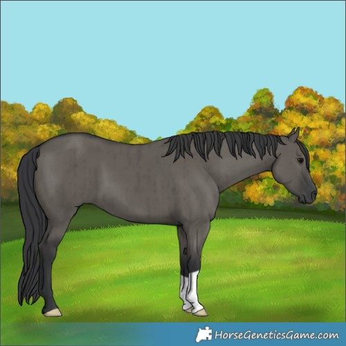 Horse Color:Grullo Brindle