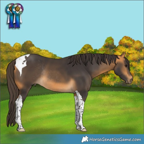 Horse Color:Buckskin Tobiano Rabicano