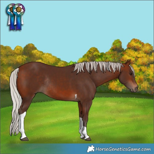Horse Color:Silver Bay Tobiano Rabicano