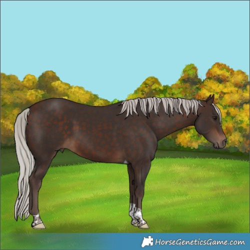 Horse Color:Silver Bay Tobiano Rabicano 