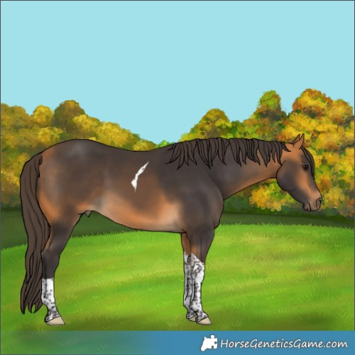 Horse Color:Buckskin Tobiano Rabicano 