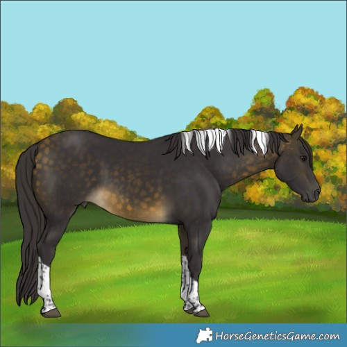 Horse Color:Buckskin Tobiano Rabicano 