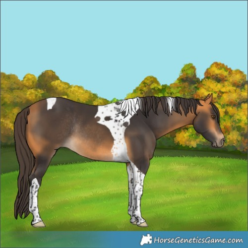 Horse Color:Buckskin Tobiano Rabicano