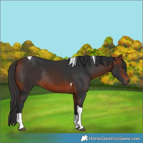 Horse Color:Bay Tobiano Rabicano 