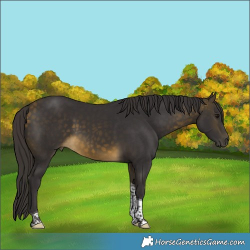 Horse Color:Buckskin Tobiano Rabicano 