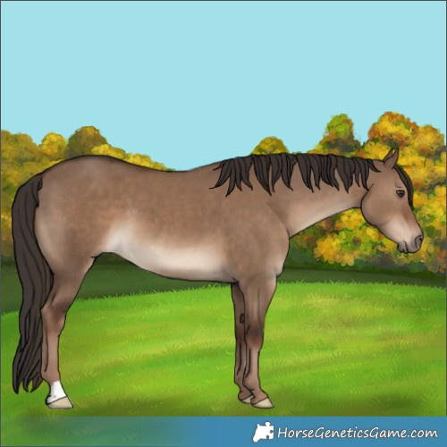 Horse Color:Liver Red Dun