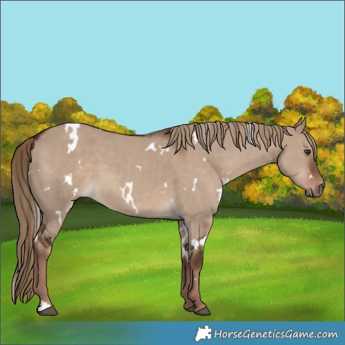 Horse Color:White Spotted Liver Red Dun