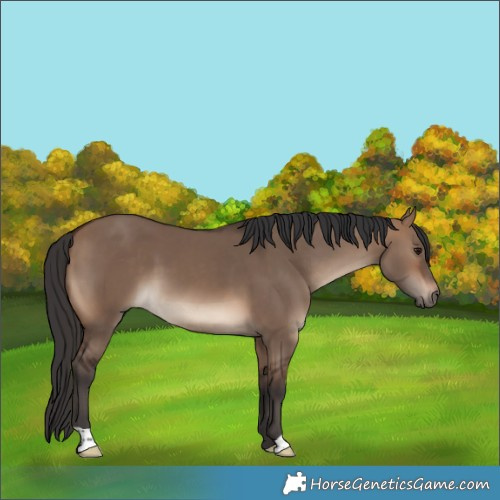 Horse Color:Brown Dun 