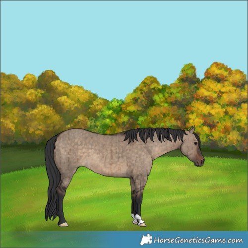 Horse Color:Brown Dun Brindle
