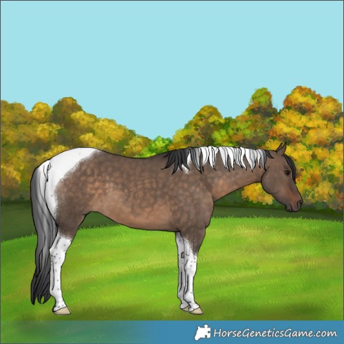 Horse Color:Brown Dun Tobiano