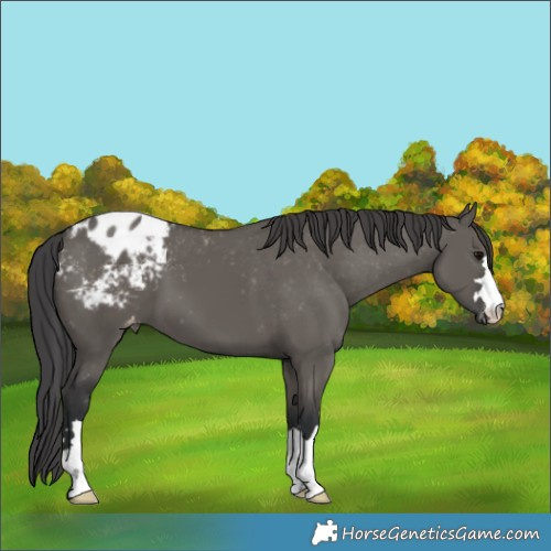 Horse Color:Grullo Appaloosa