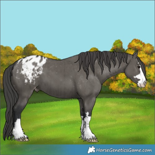 Horse Color:Grullo Appaloosa Brindle