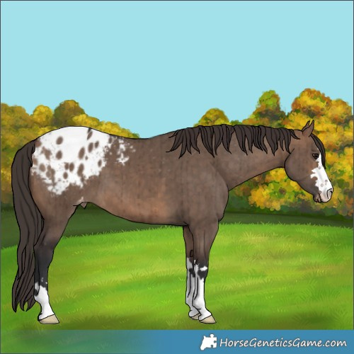 Horse Color:Brown Dun Appaloosa Brindle