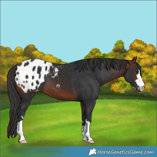 Horse Color:Brown Appaloosa 