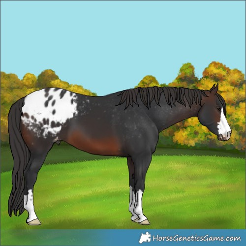 Horse Color:Brown Appaloosa 