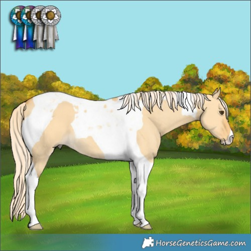 Horse Color:Palomino Dun Tobiano
