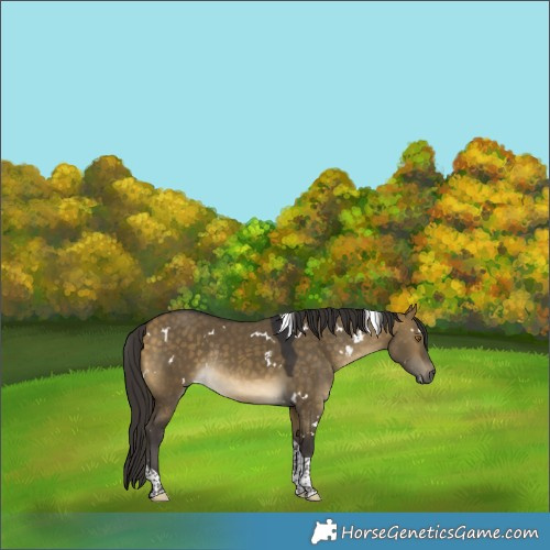 Horse Color:White Spotted Buckskin Dun Tobiano Rabicano 