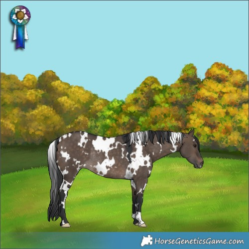 Horse Color:White Spotted Brown Dun Rabicano